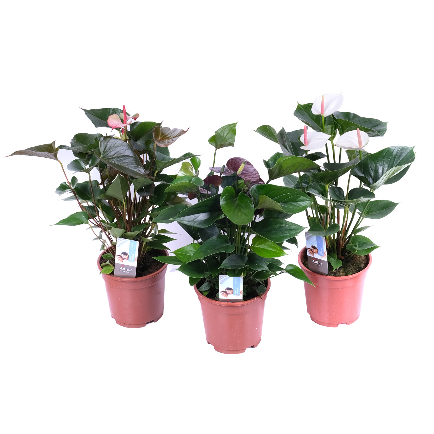 Антуриум андрианум Микс