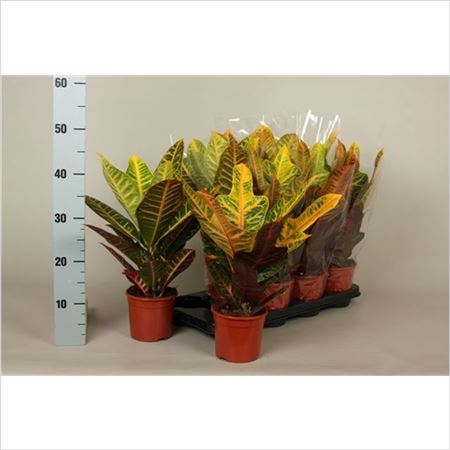 Кодиеум Микс