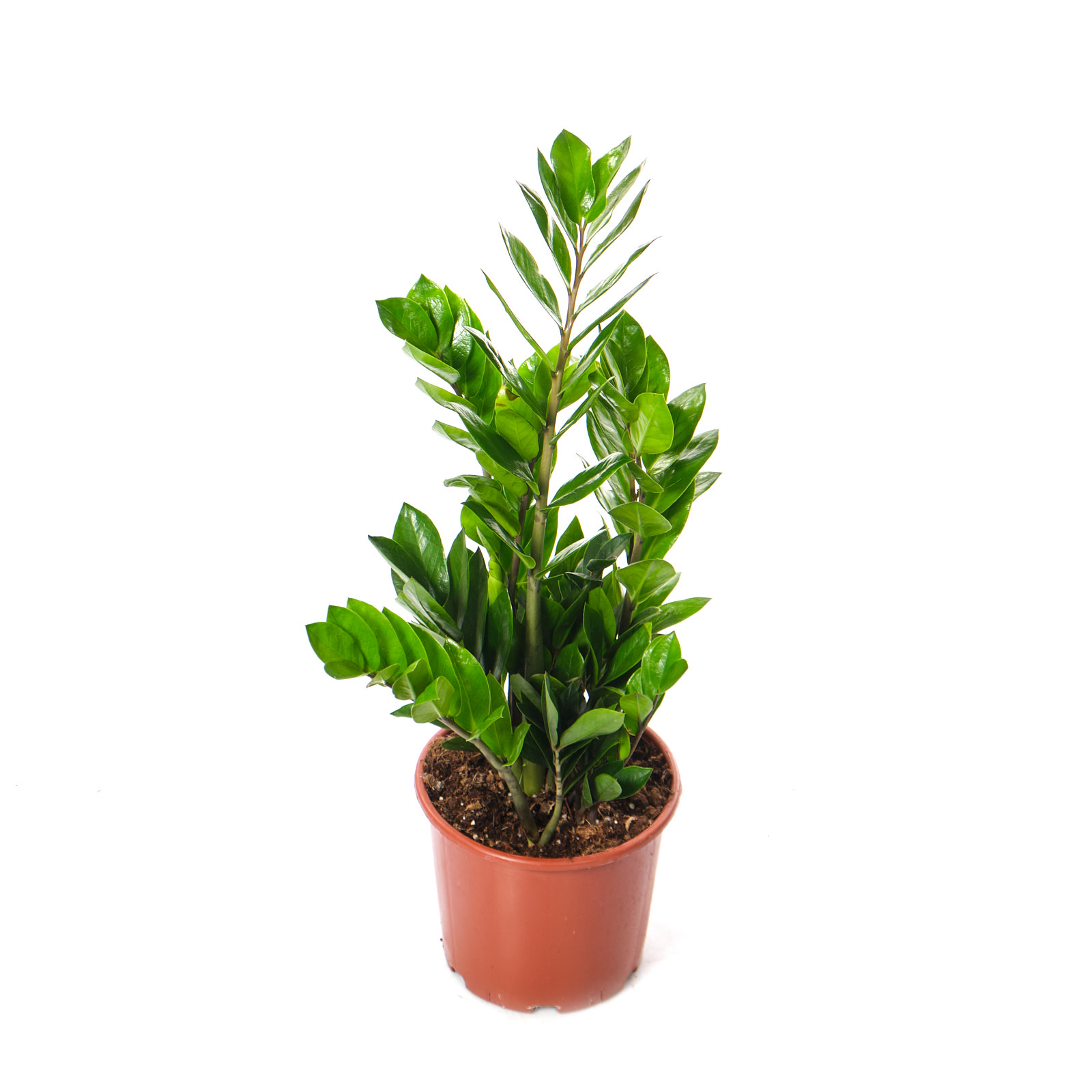 Замиокулкас