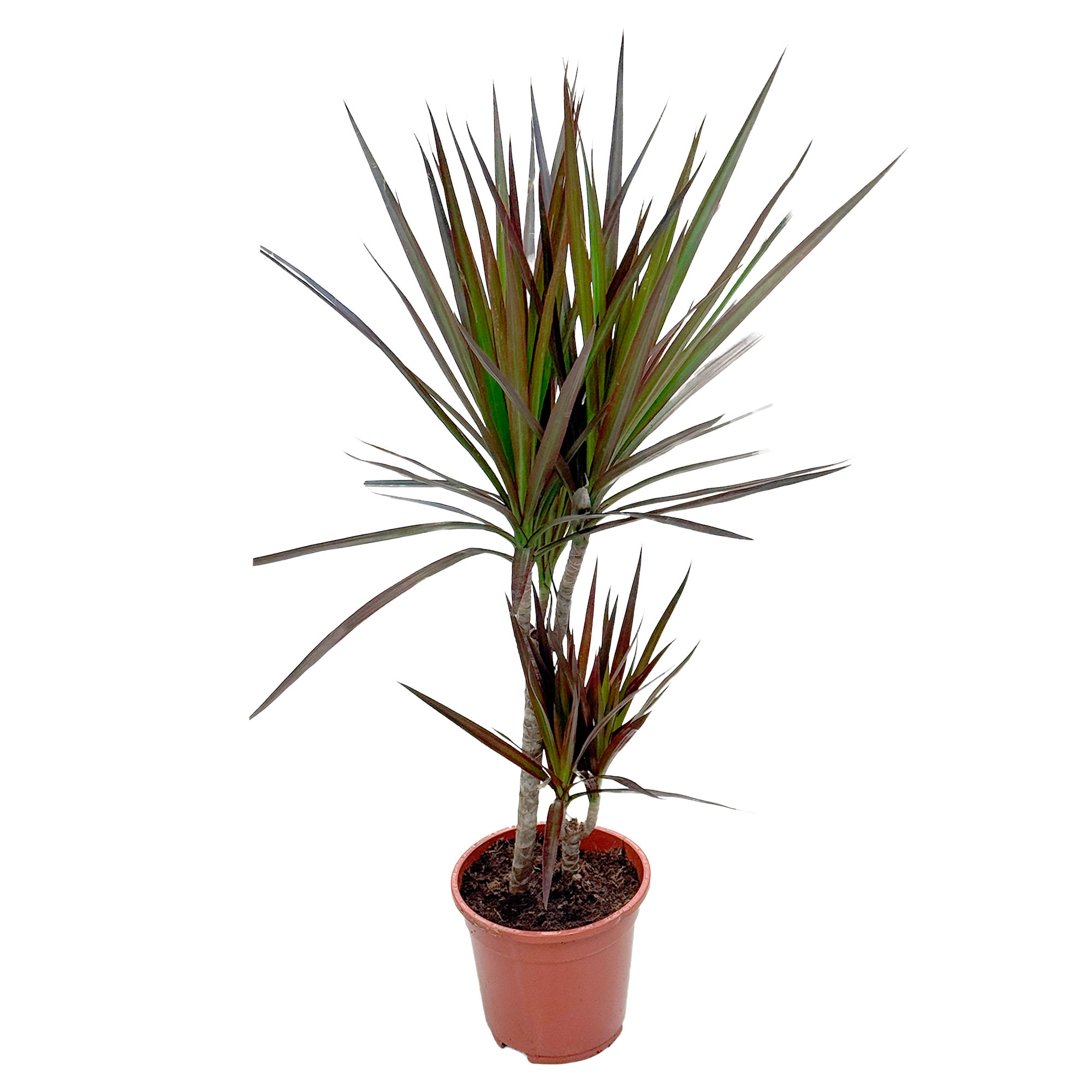 Драцена маргината Маджента 2 ст