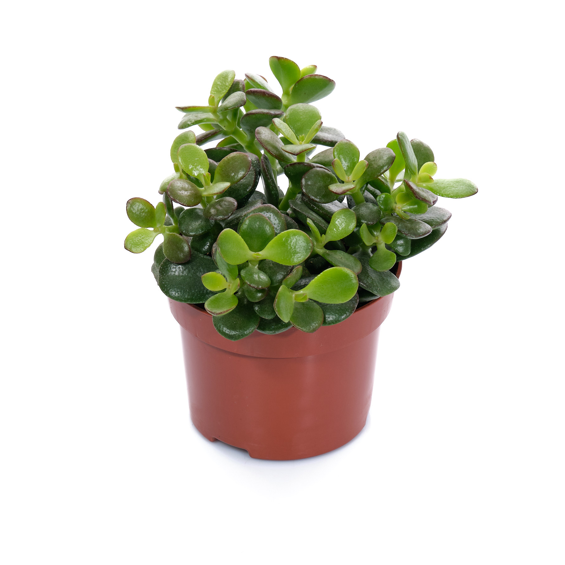 Крассула овата Минор