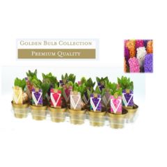 Гиацинт Микс 1 лук.