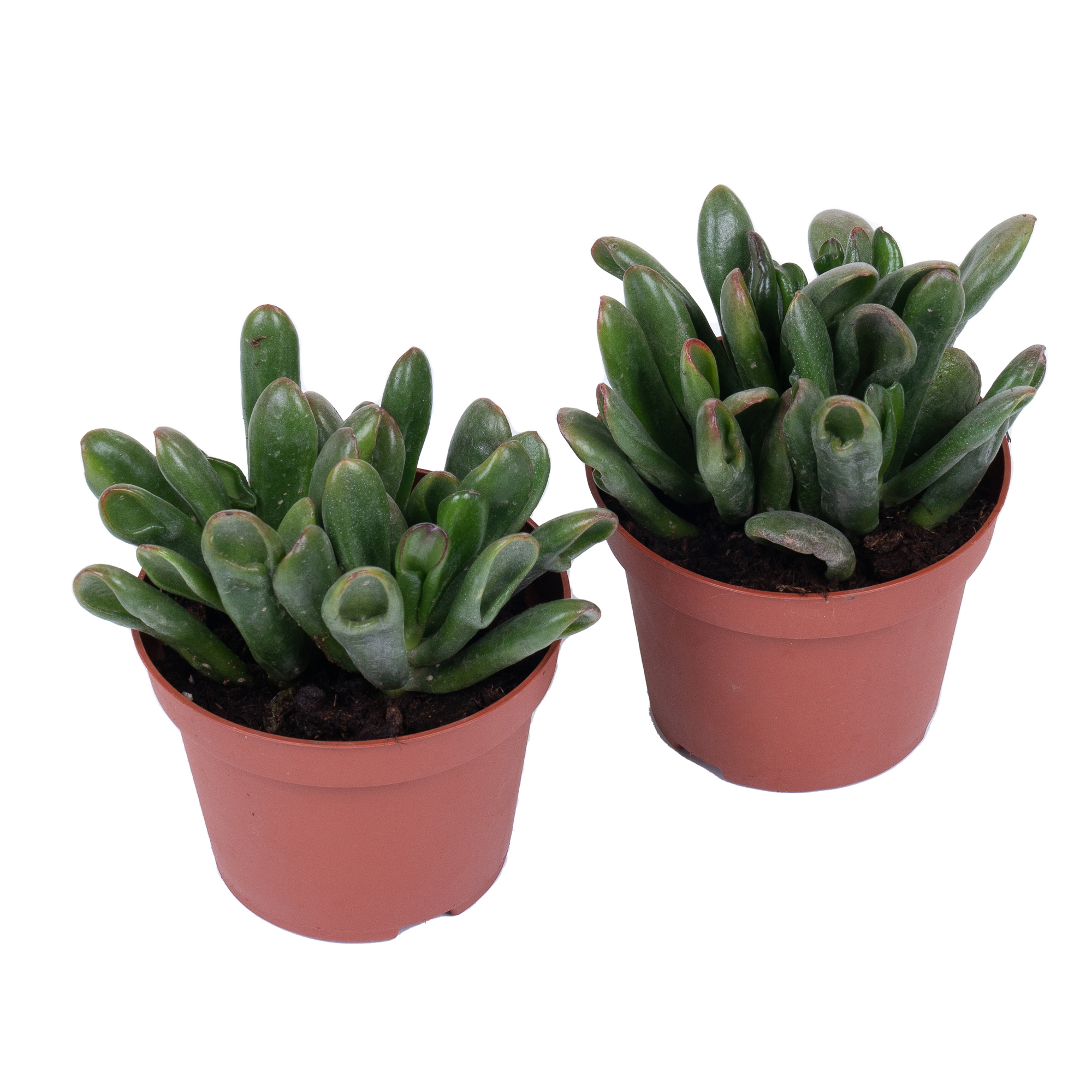 Крассула Микс