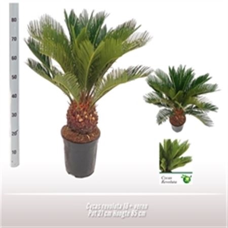 Цикас Революта