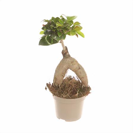 Фикус микрокарпа Гинсенг