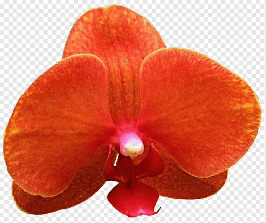 Фаленопсис Будда 2 ст