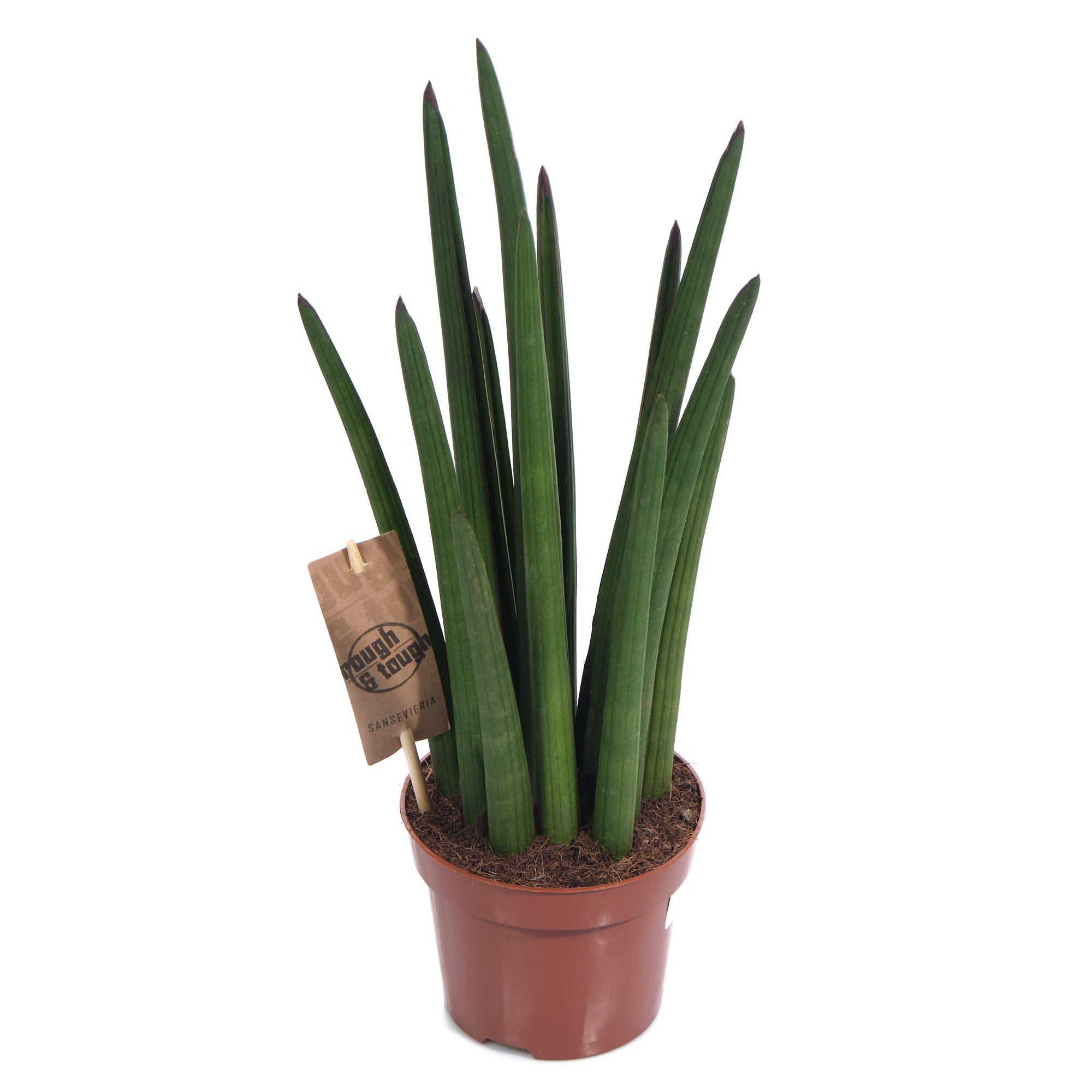 Сансевиерия Микадо