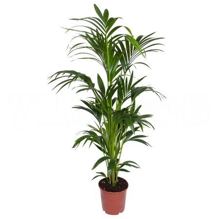 Ховея Форстериана