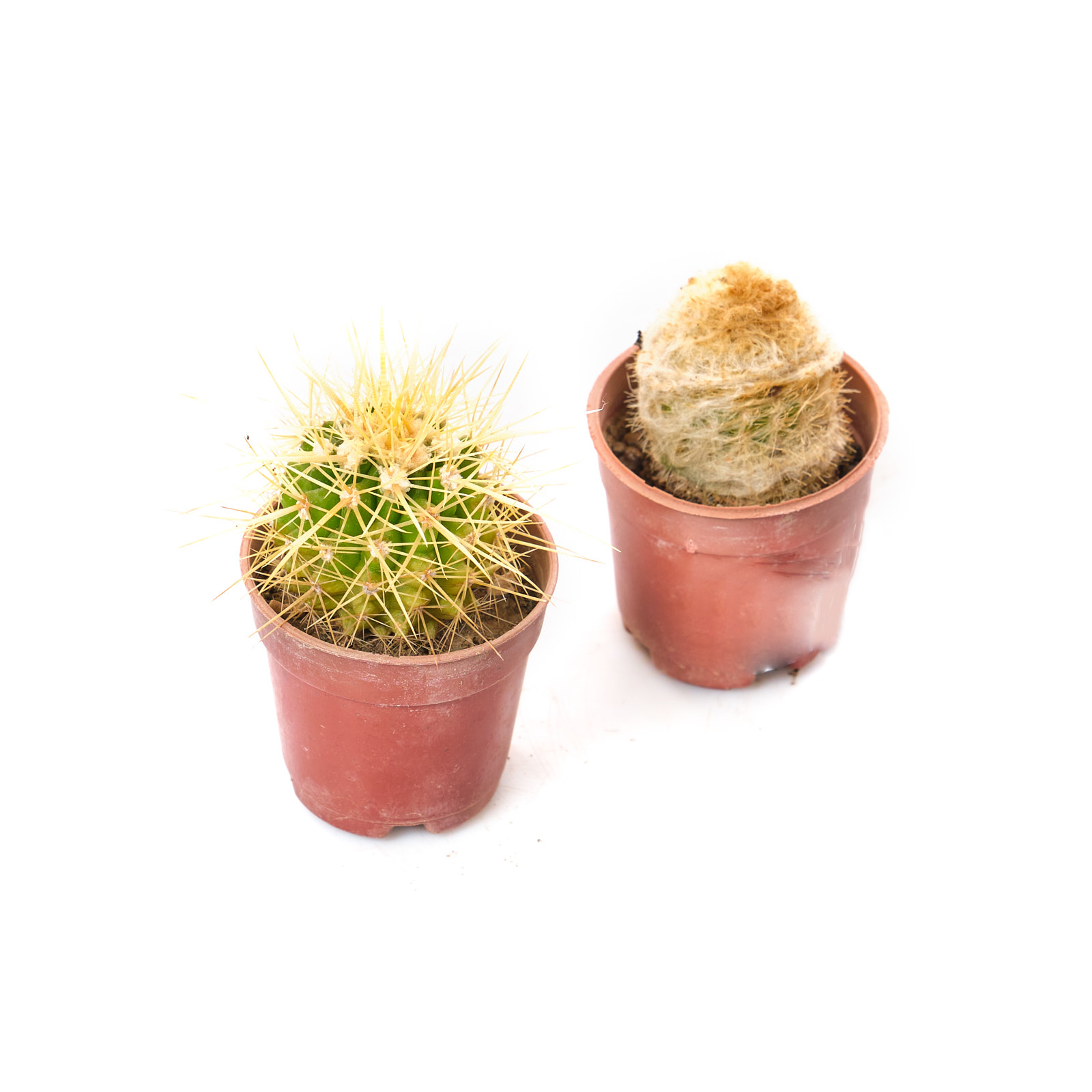 Кактус Микс