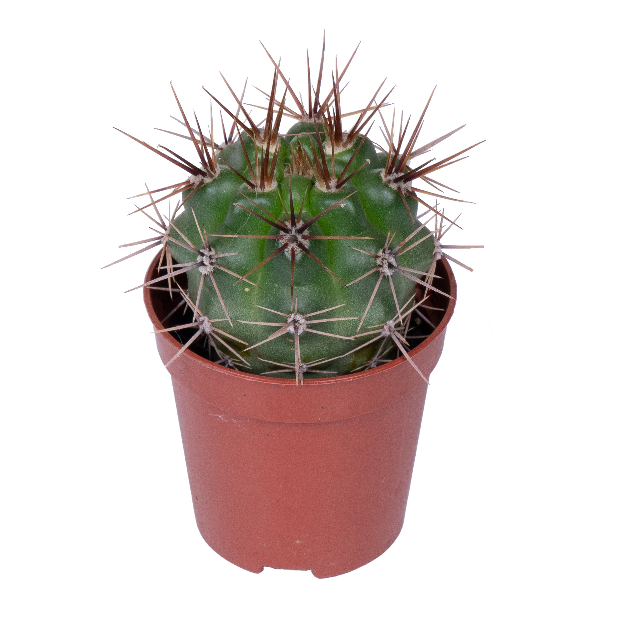 Кактус Микс Премиум