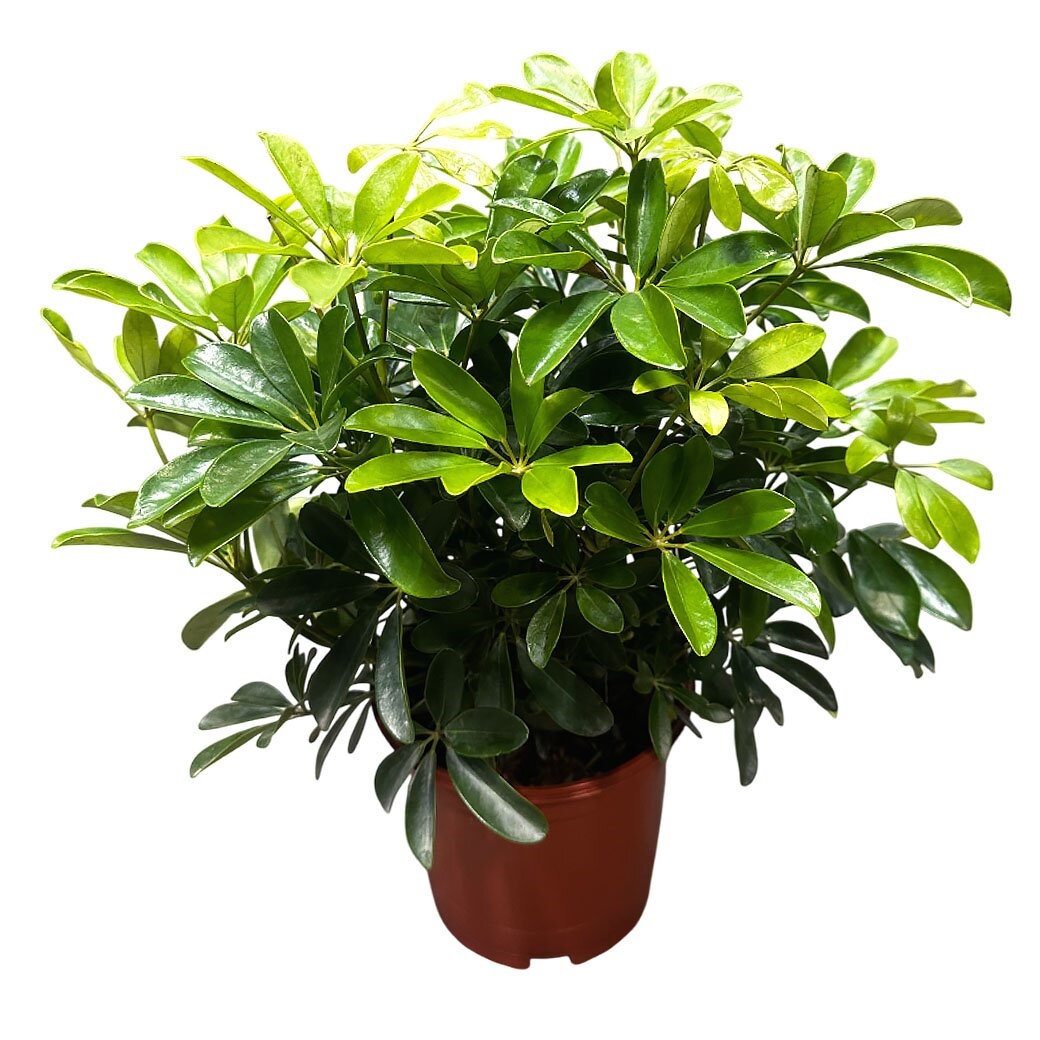 Шеффлера Микс