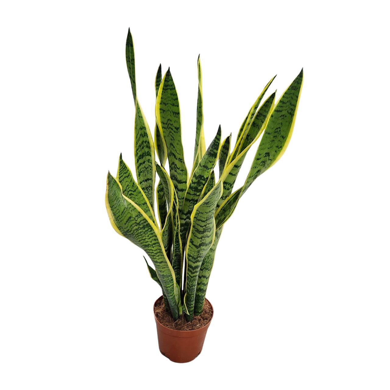 Сансевиерия Лауренти