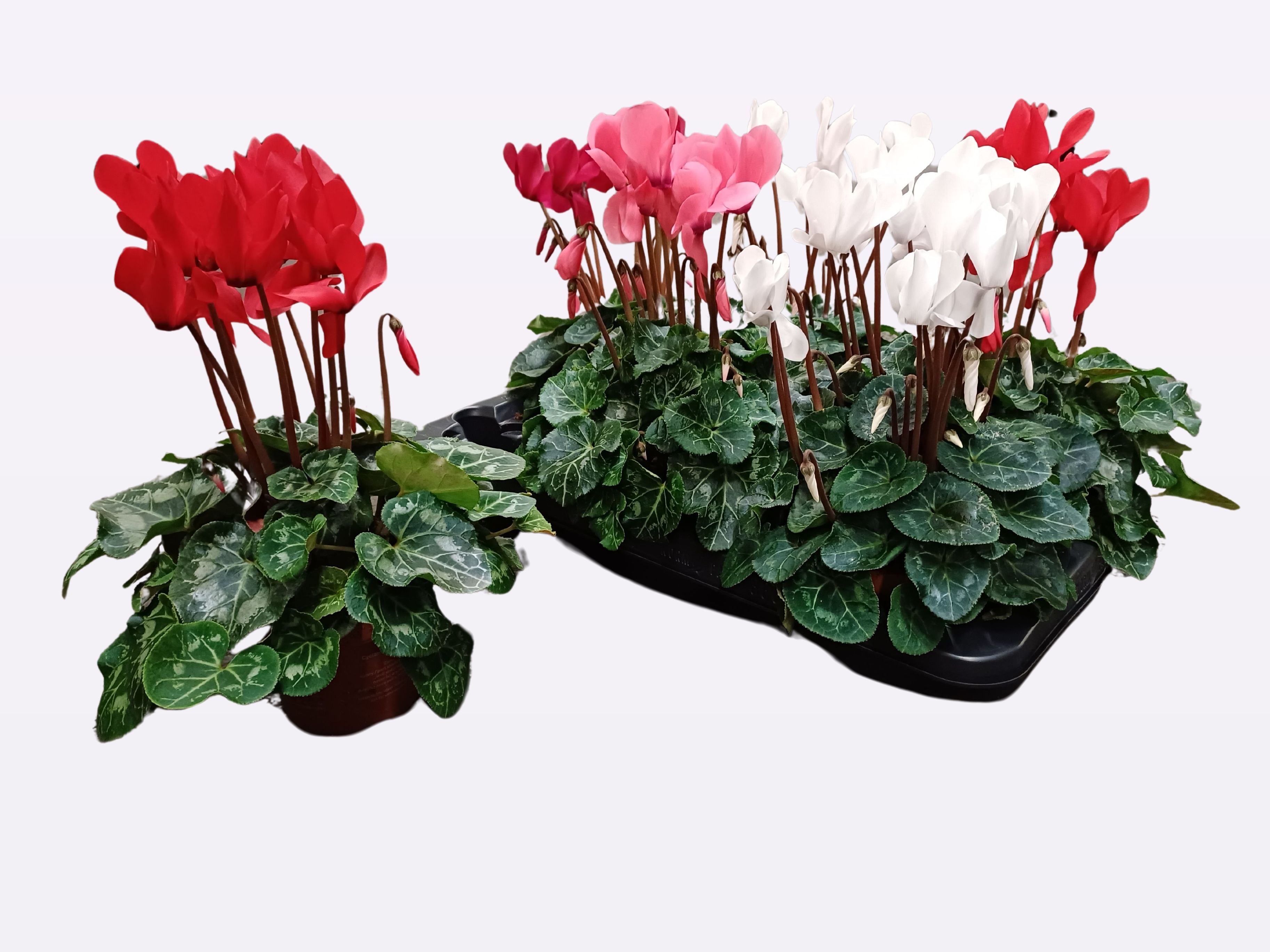 Цикламен Аллюр микс