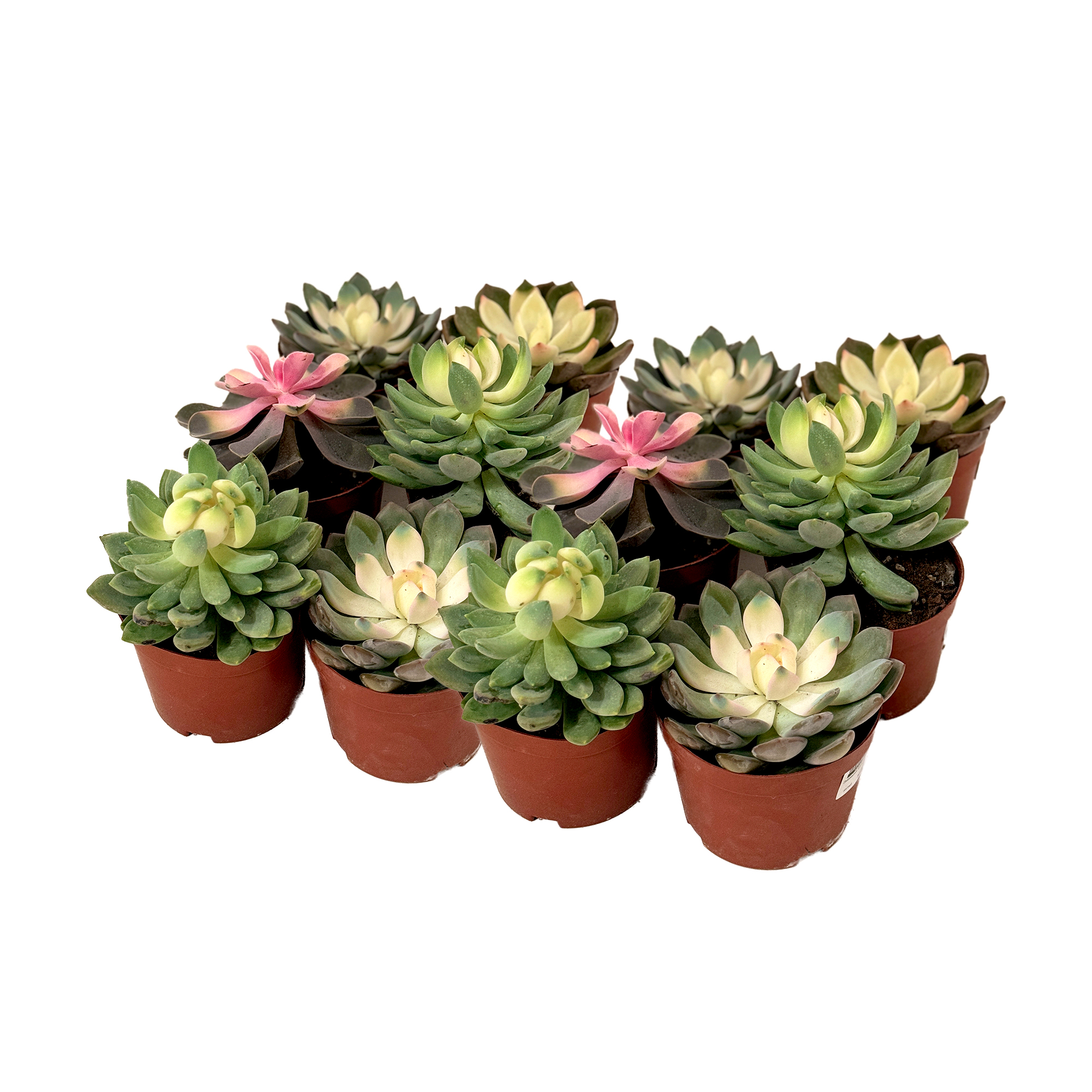 Эхеверия Микс