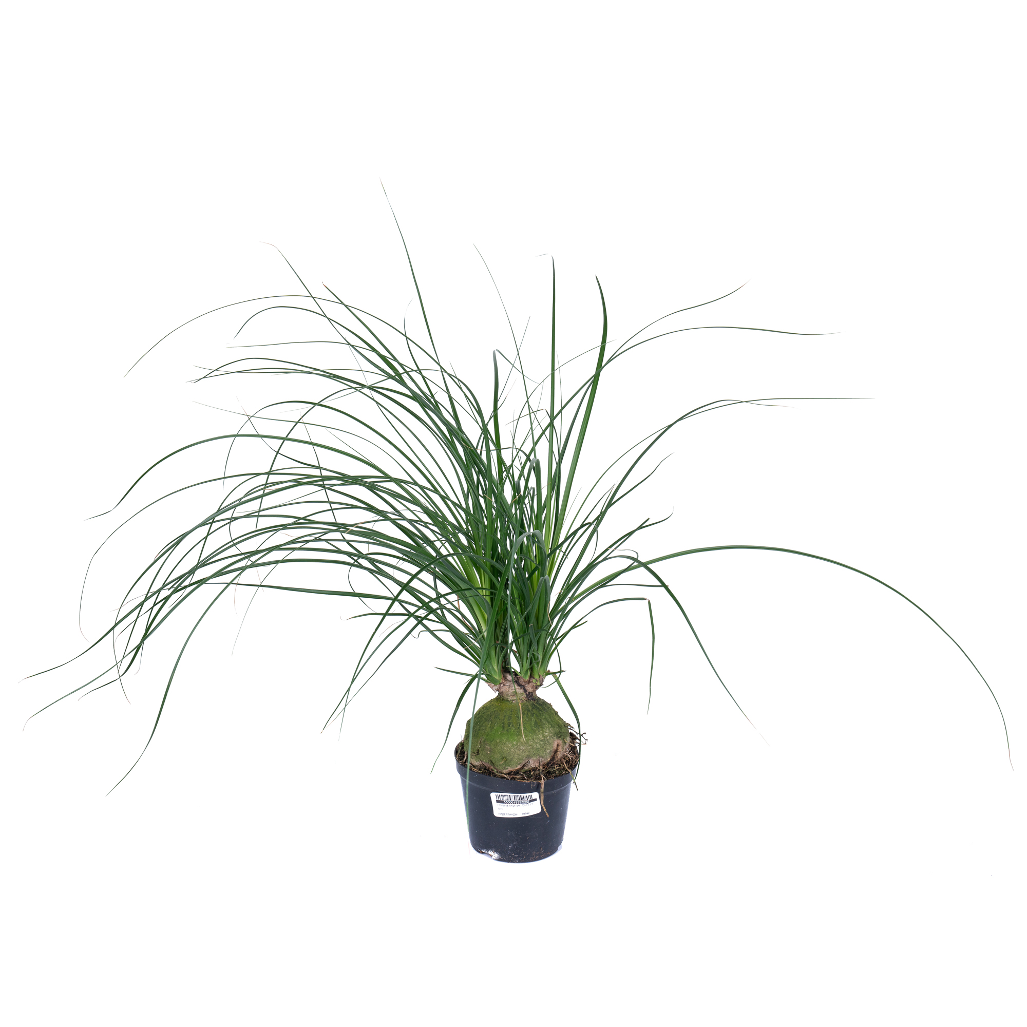 Нолина спутник