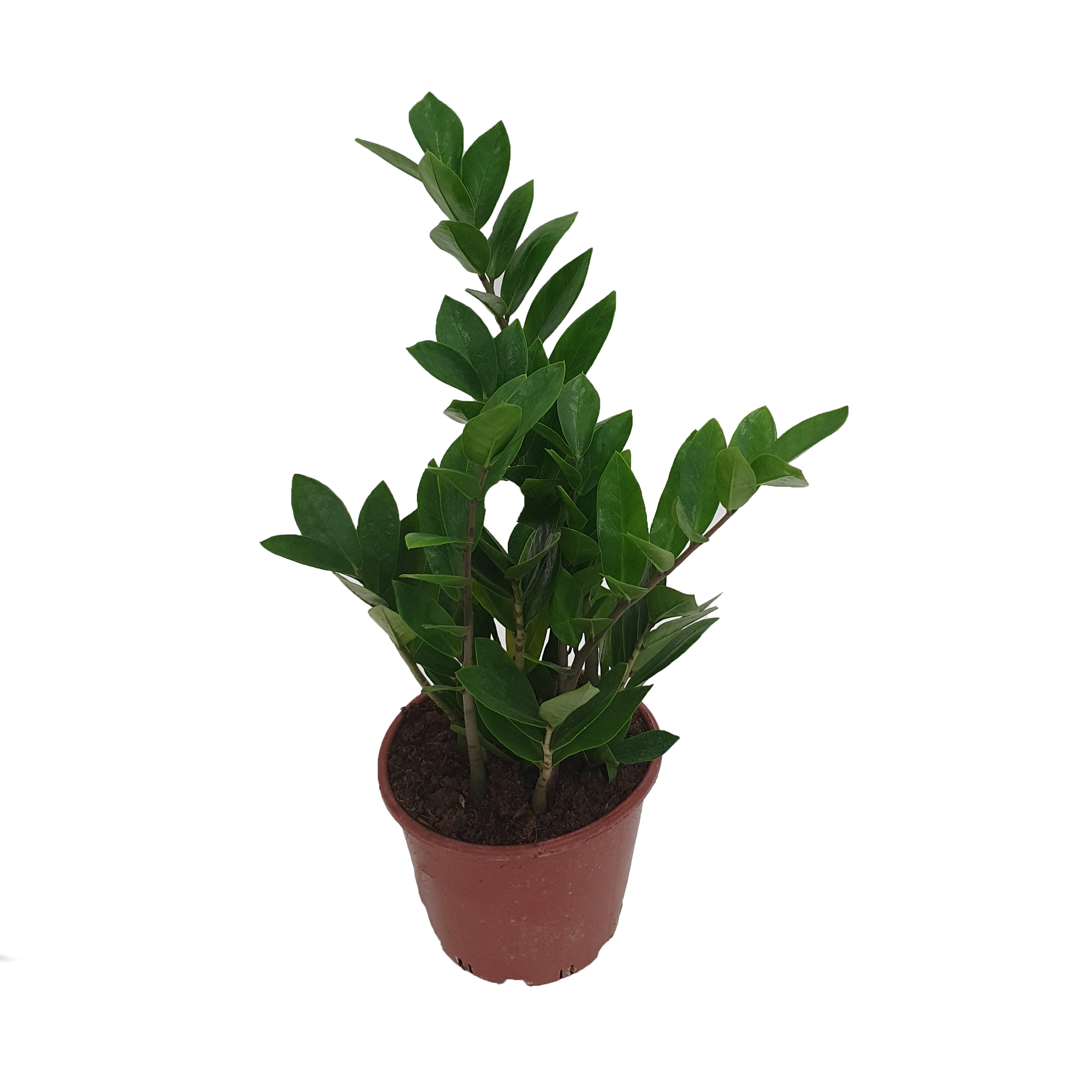 Замиокулкас