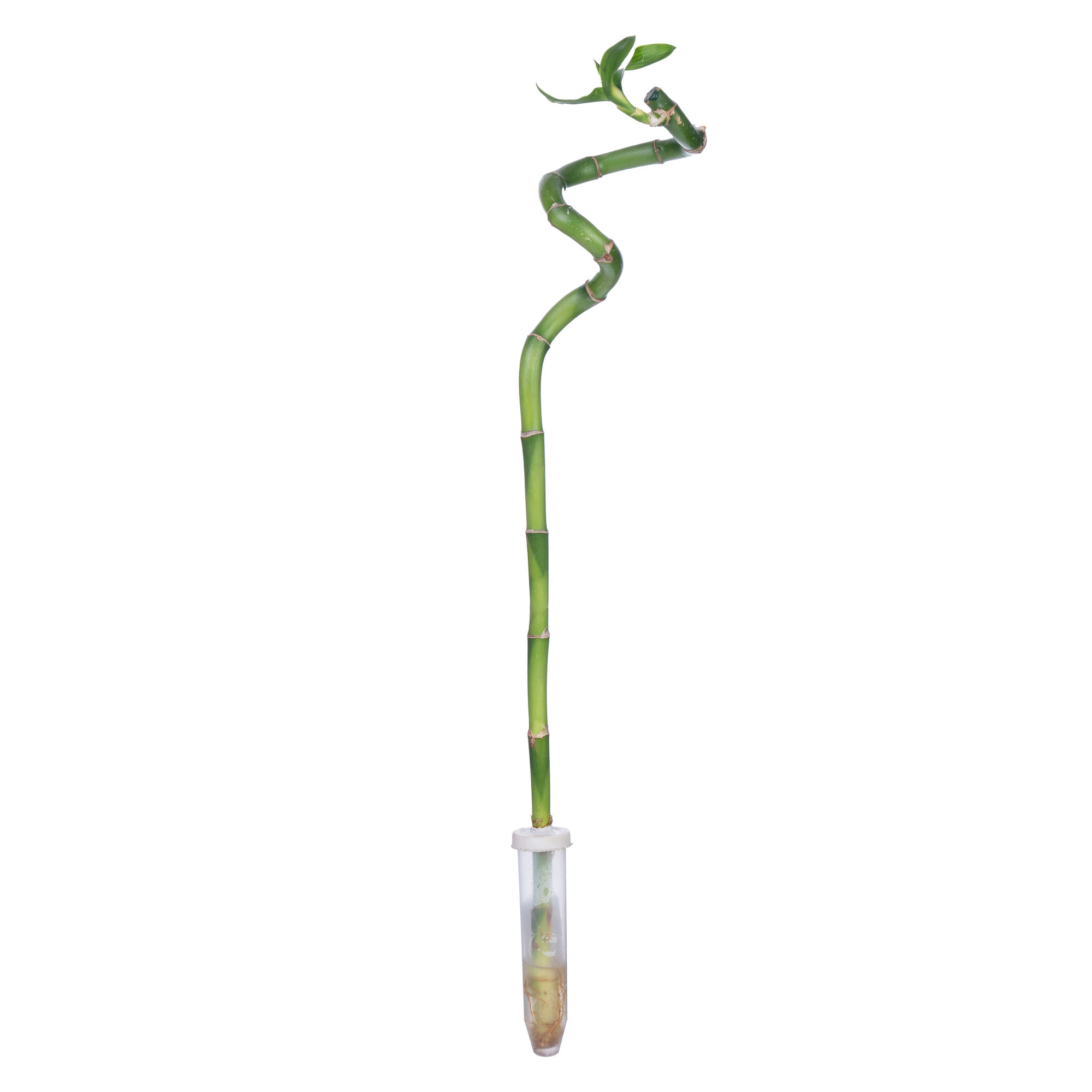 Бамбук лаки спираль в пробирке