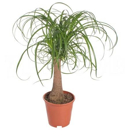 Нолина штамбовая