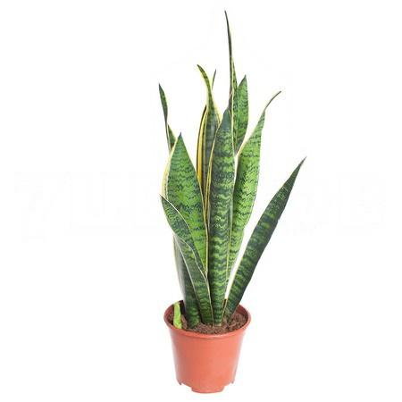 Сансевиерия Лауренти