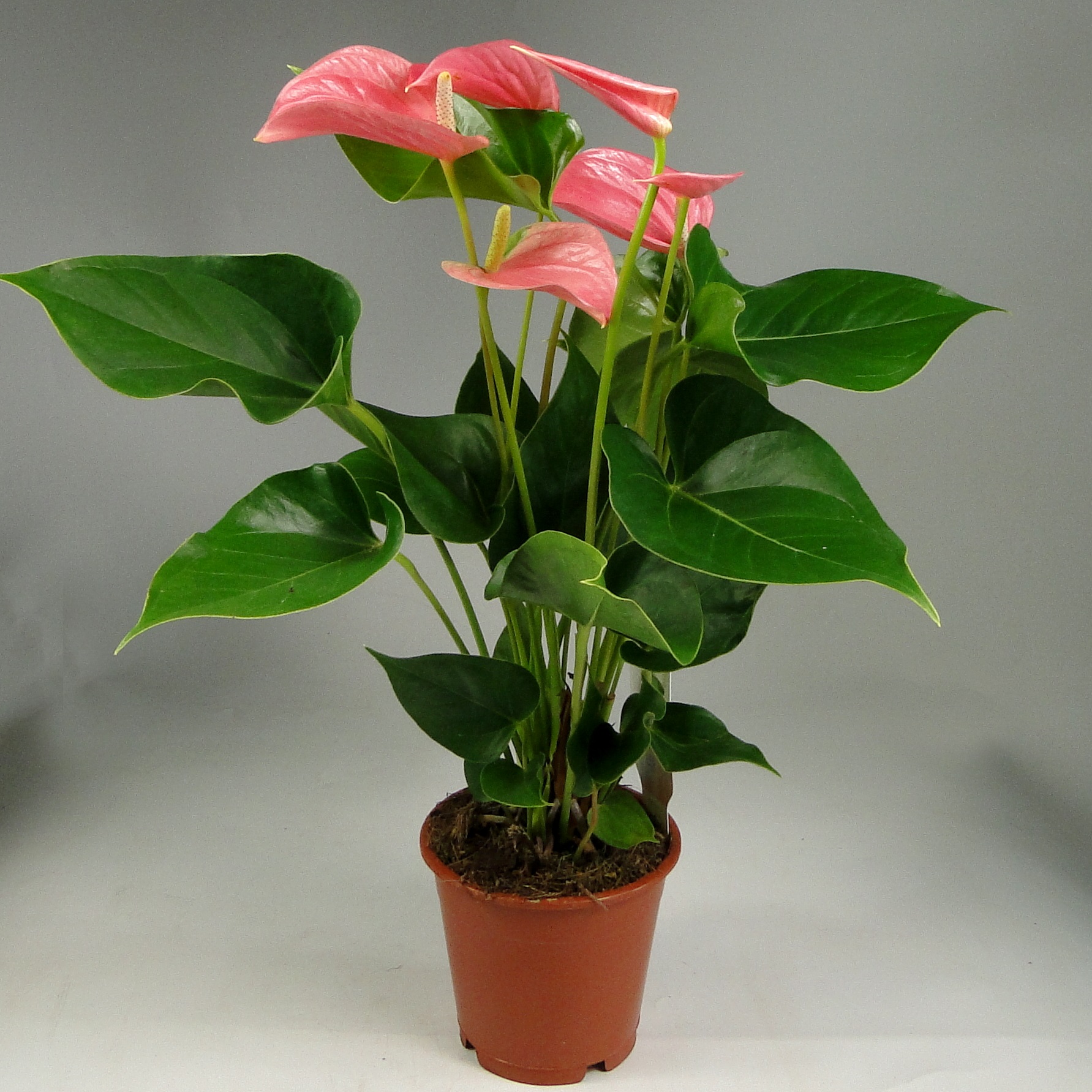 Антуриум андрианум розовый