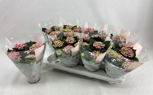 Гортензия кудрявая розовая