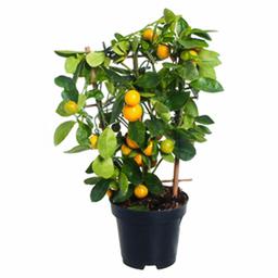 Цитрофортунелла Каламондин на решетке