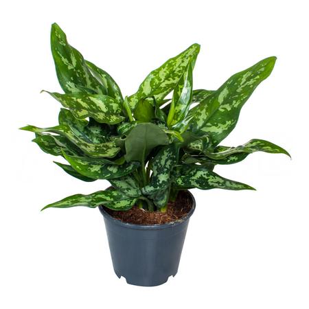 Аглаонема Мария