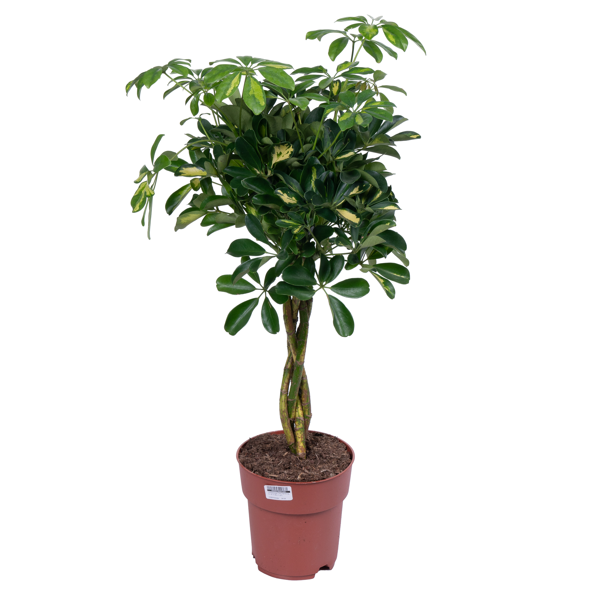 Шеффлера Голд Капелла