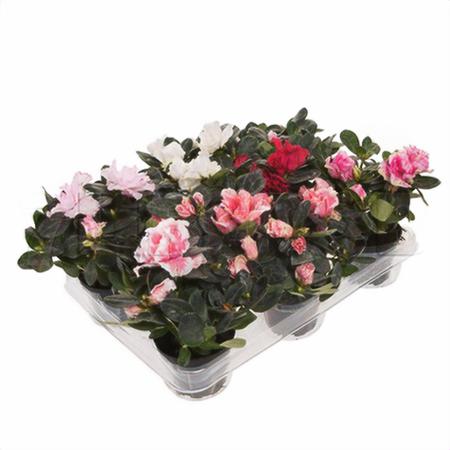 Азалия индика Микс