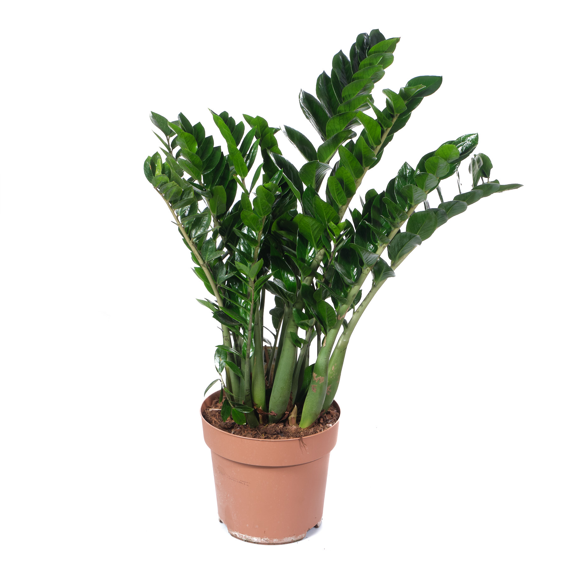 Замиокулкас