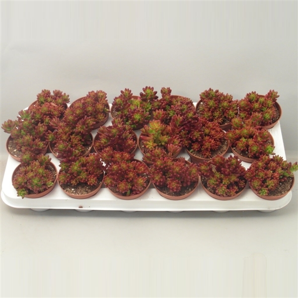 Очиток Рубротинктум