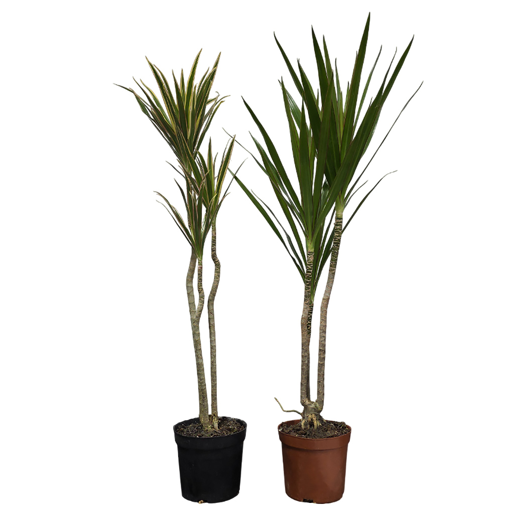 Драцена маргината Микс