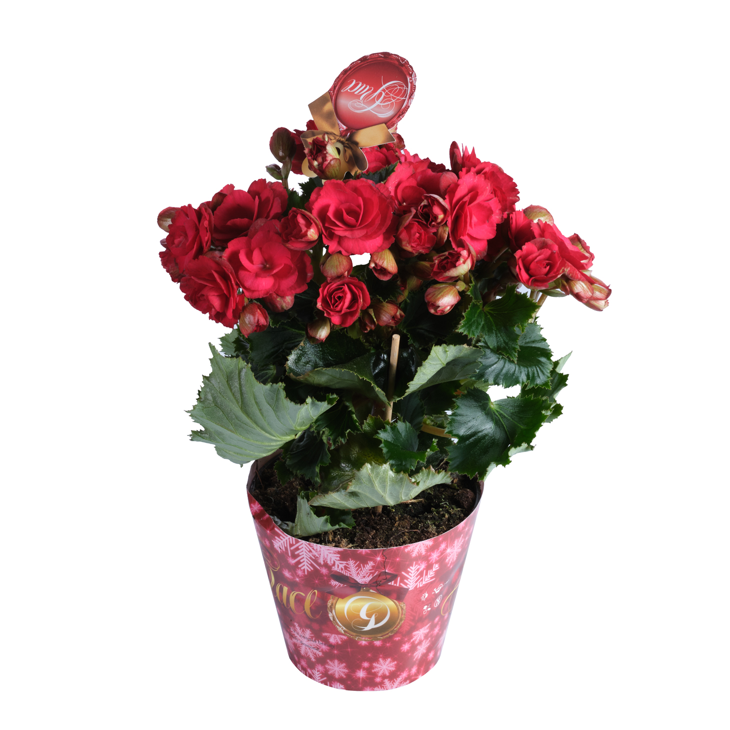 Бегония элатиор Грейс