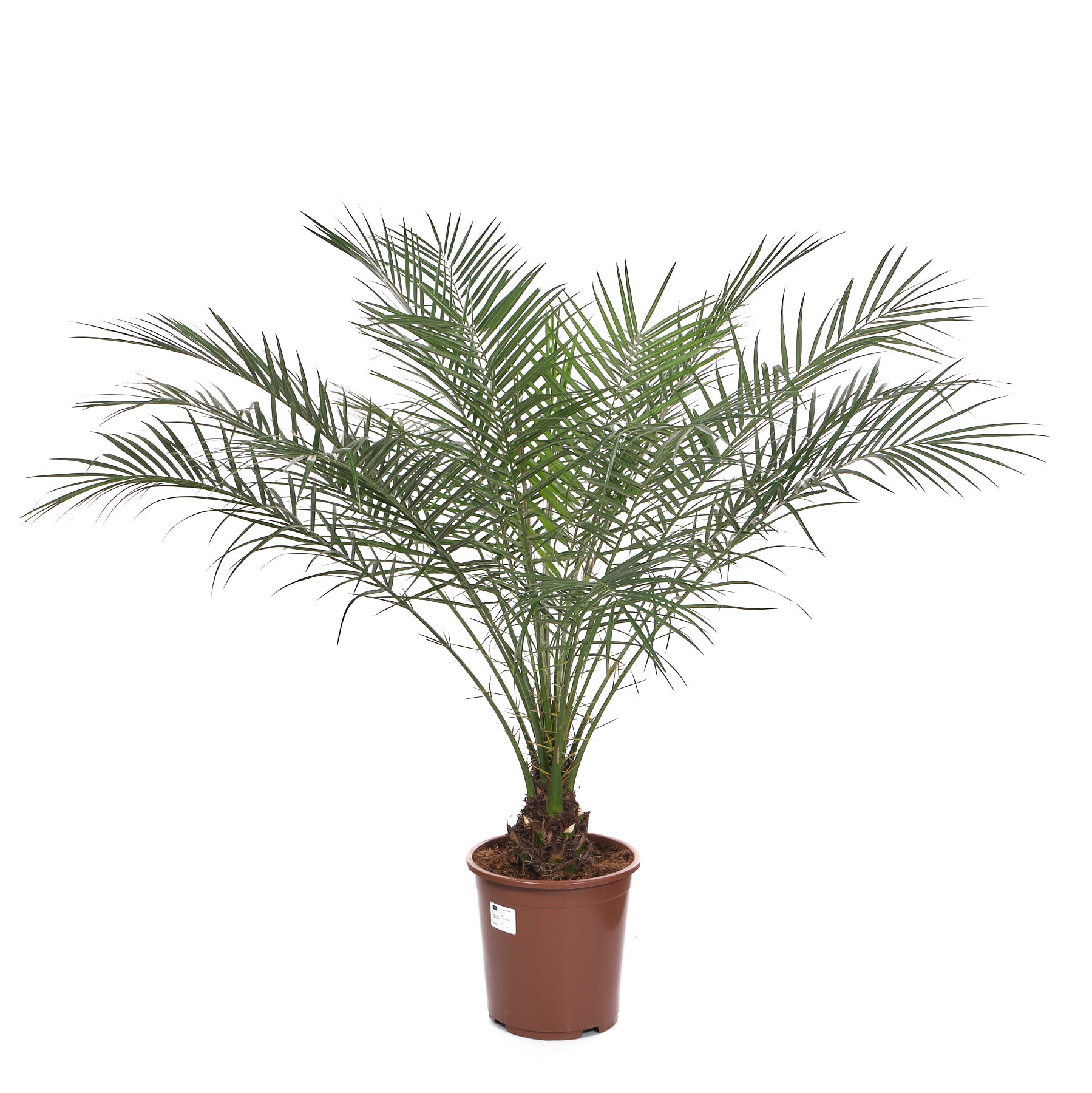 Финик Робелини