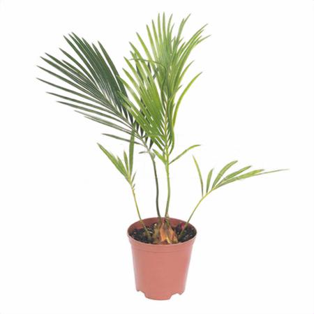 Цикас Революта