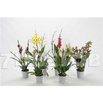 Орхидея Микс 2 ст