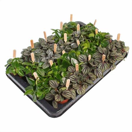 Пеперомия Микс