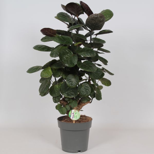 Полисциас Фабиан