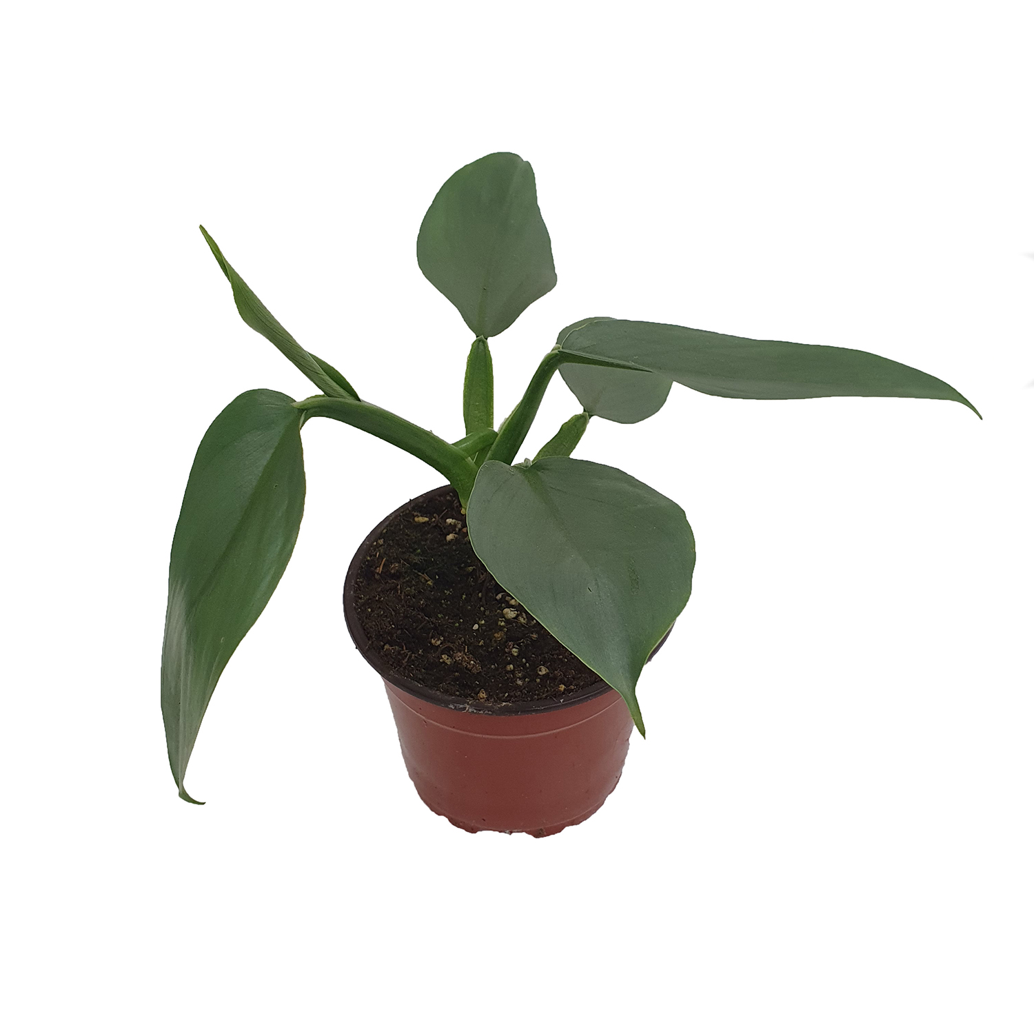 Филодендрон Империал Грин