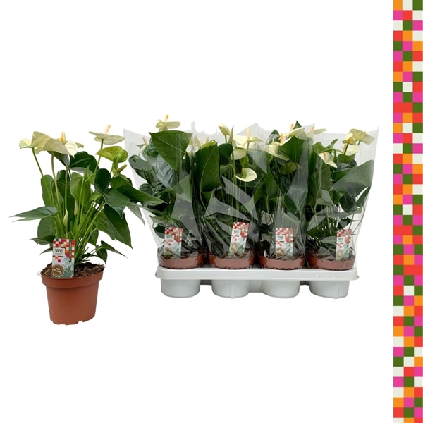 Антуриум андрианум белый