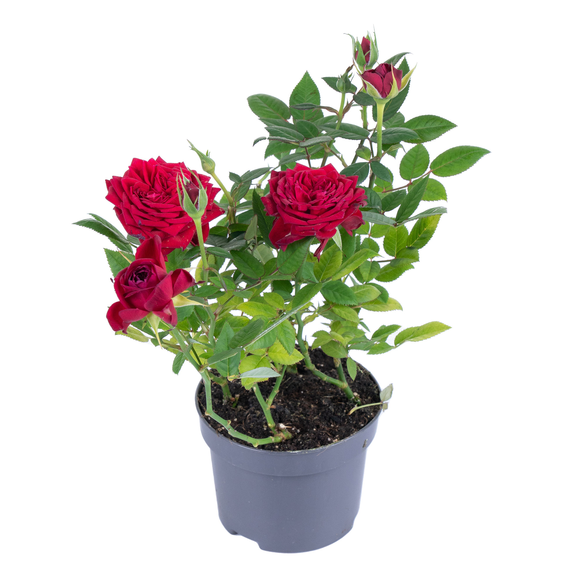 Роза кордана Красная Апаче