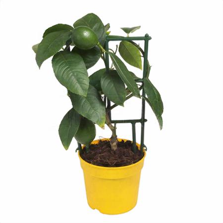 Цитрофортунелла Лимон на решетке