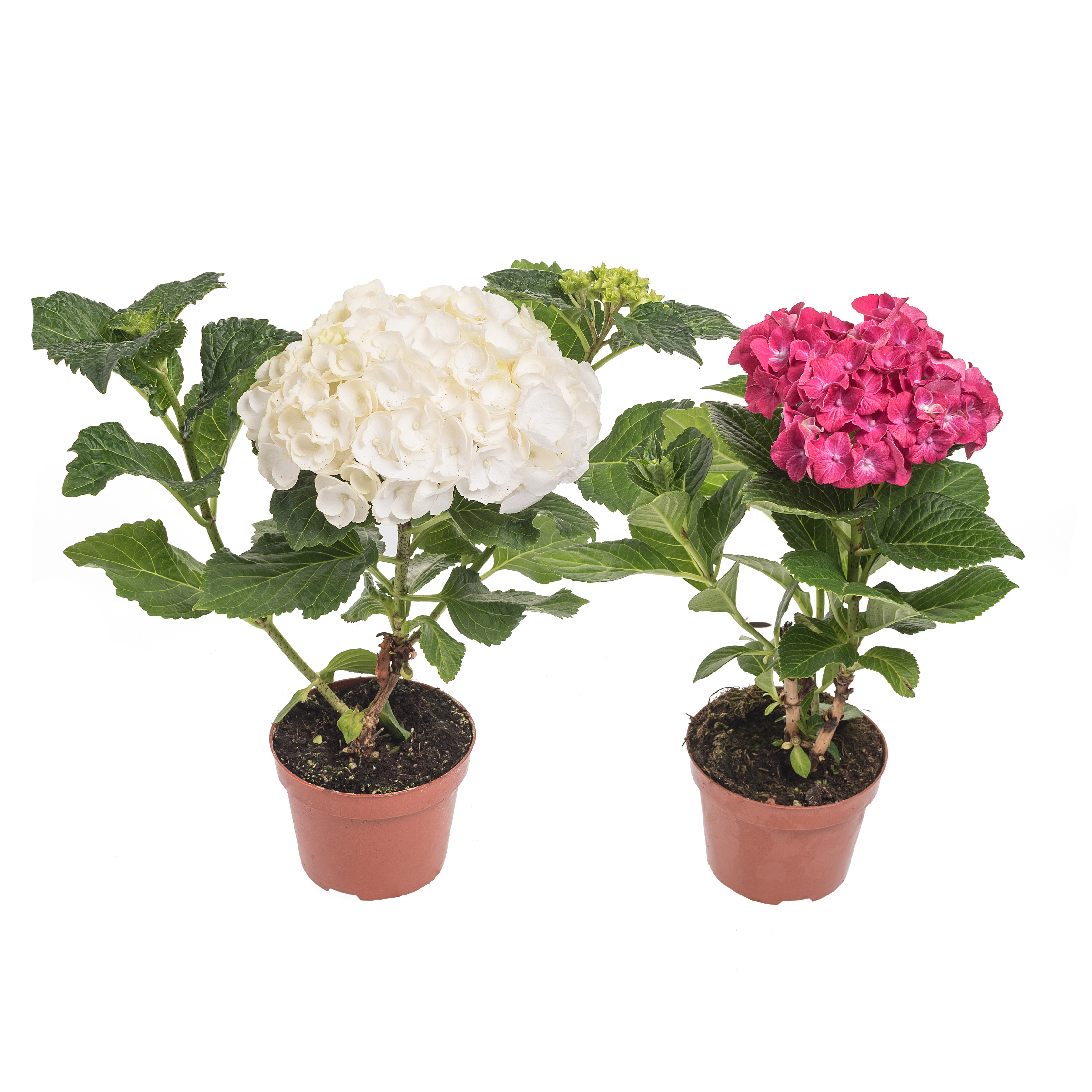 Гортензия Микс