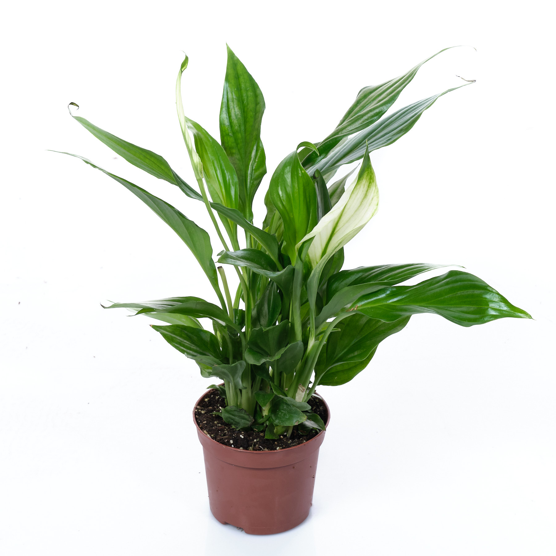 Спатифиллум Шопен