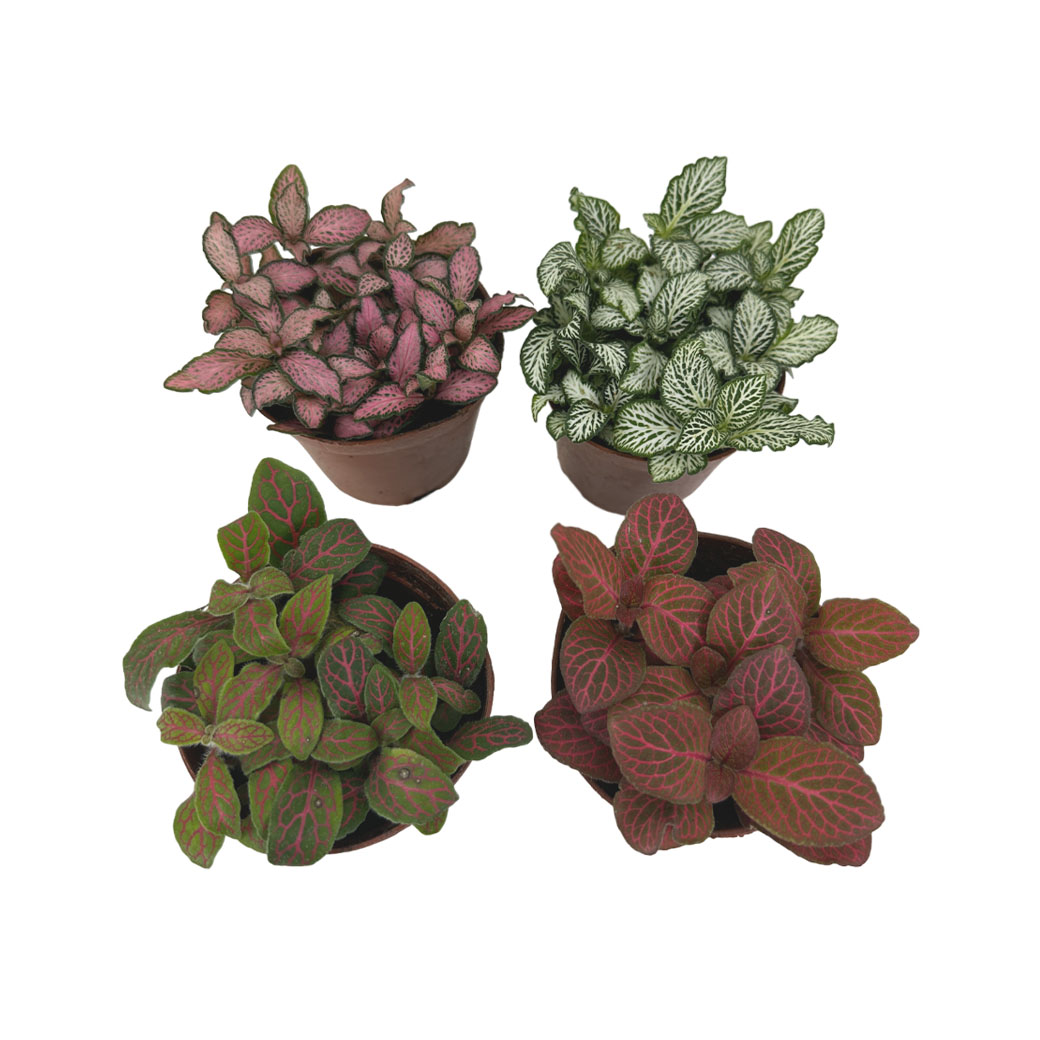 Фиттония Микс