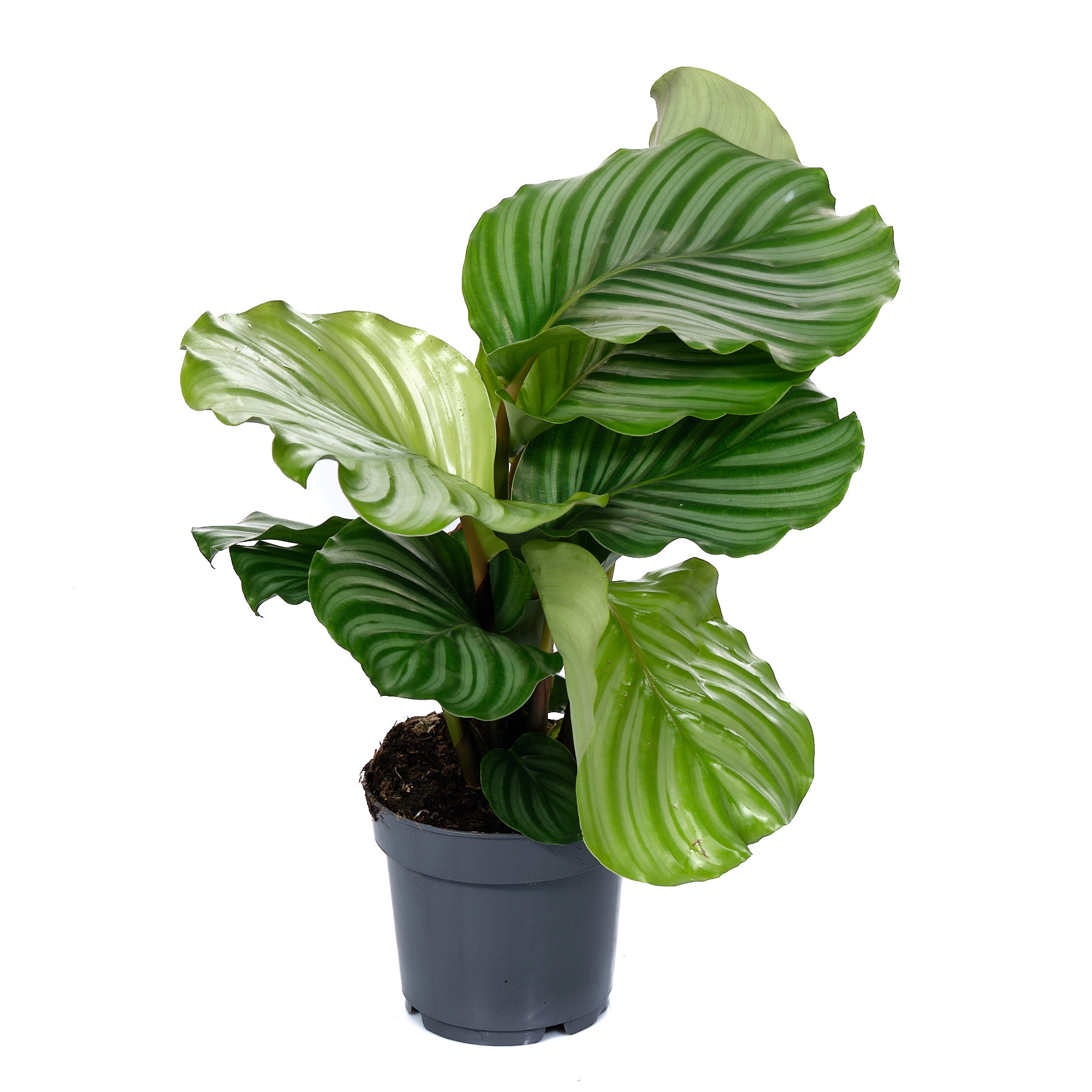 Калатея Орбифолия