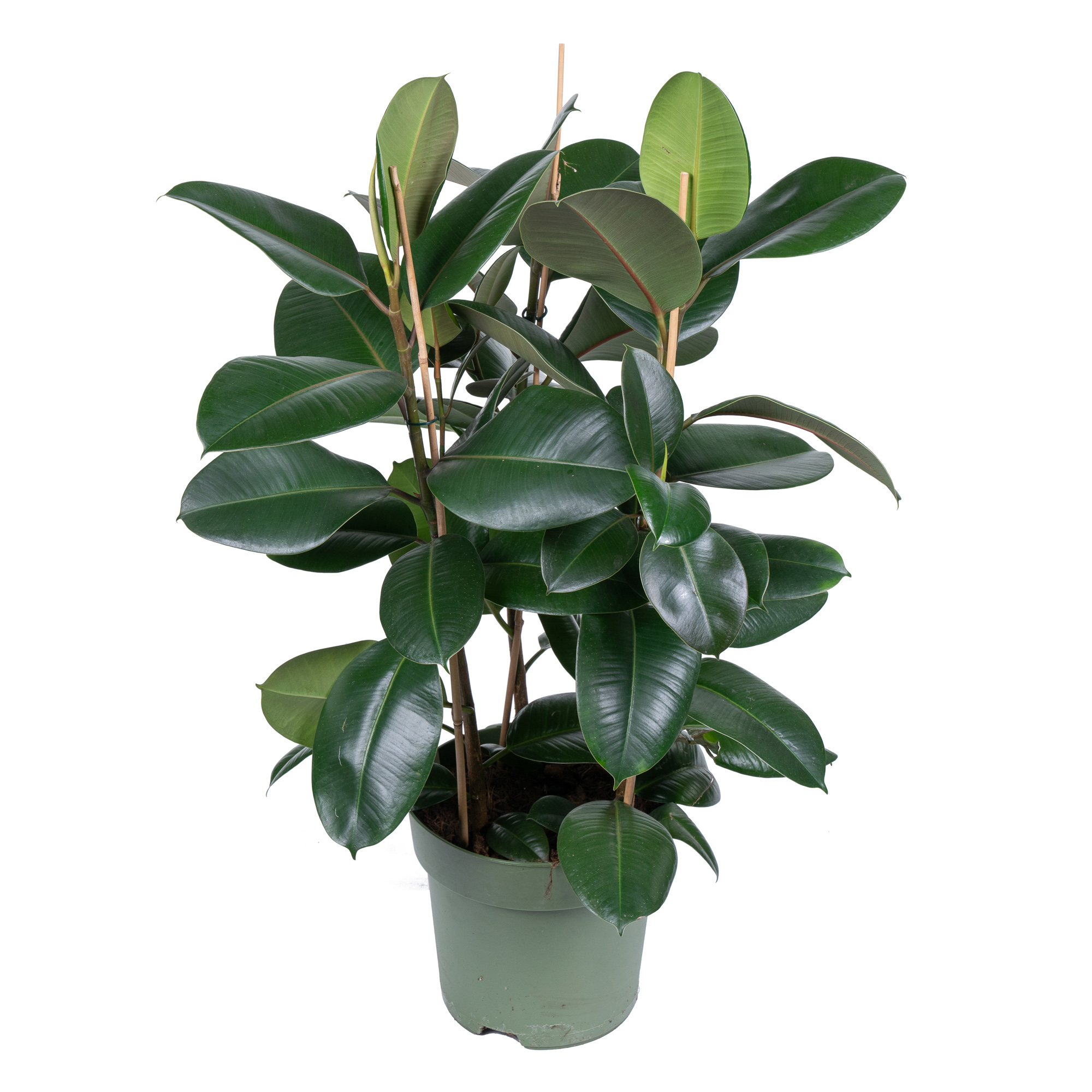 Фикус эластика Робуста 3 ст