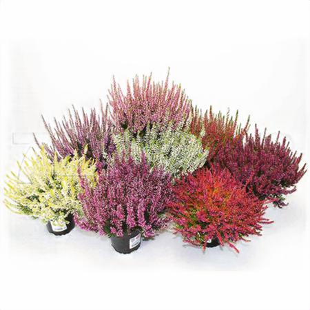 Каллуна Гарден Герлс микс