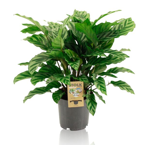 Калатея Фредди