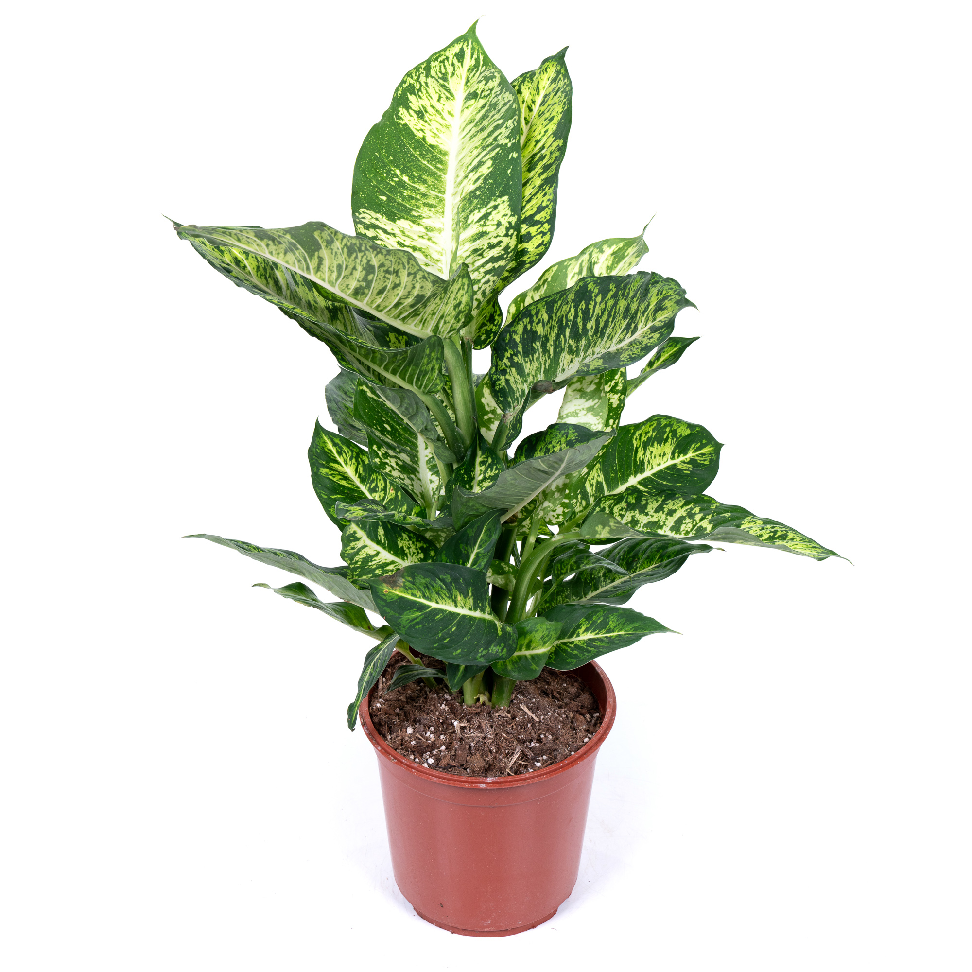 Диффенбахия Марс